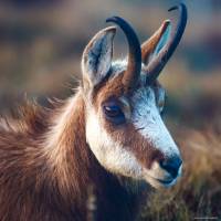 Julien SESIA - Julien-Sésia-Photographie©